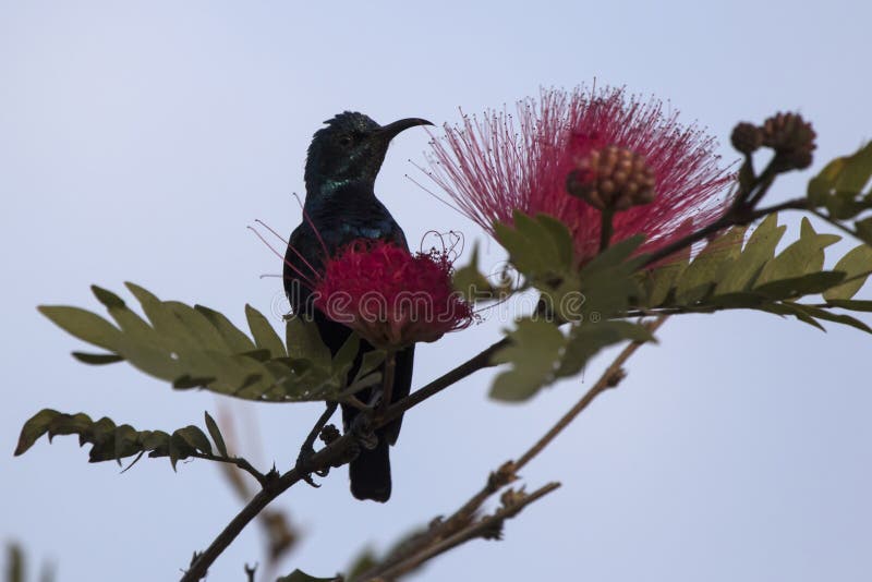 Męski purpurowy sunbird który siedzi na gałąź blisko kwiatu dokąd h fotografia royalty free