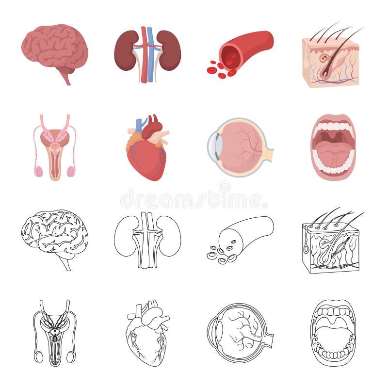 Męski system, serce, gałka oczna, oralny zagłębienie Organ ustawiać inkasowe ikony w kreskówce, konturu symbolu stylowy wektorowy ilustracji Męski system, serce, gałka oczna, oralny zagłębienie Organ ustawiać inkasowe ikony w kreskówce, konturu symbolu stylowy wektorowy ilustracji