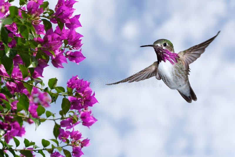 Male Ruby-throated Hummingbird with purple flowers and blue sky background. Male Ruby-throated Hummingbird with purple flowers and blue sky background
