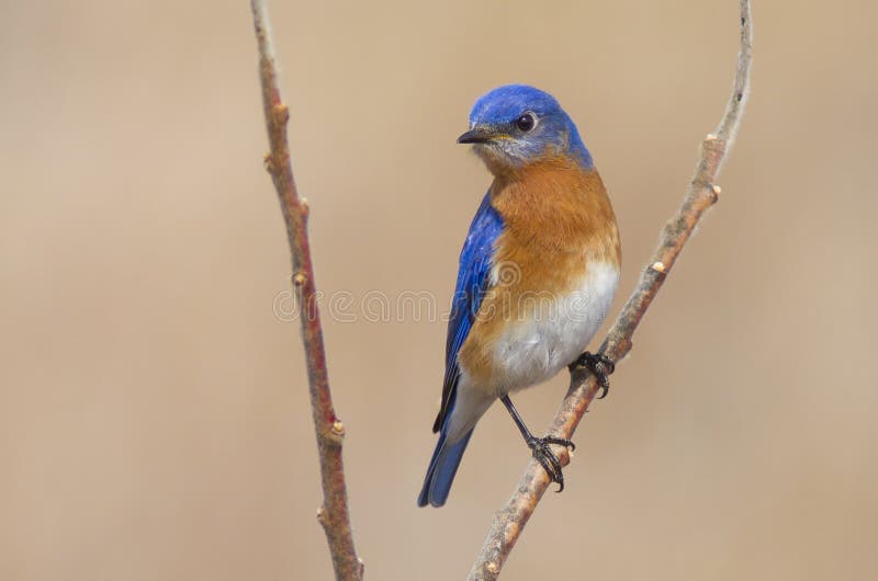 Męski Wschodni Bluebird w wiosny powietrzu