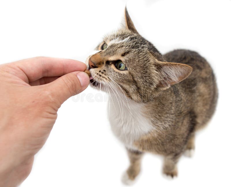 Man is feeding with a cat`s hand on a white background . Man is feeding with a cat`s hand on a white background .