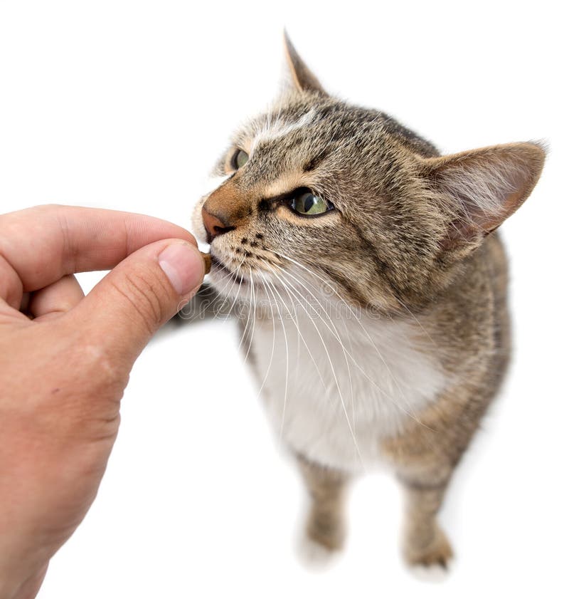 Man is feeding with a cat`s hand on a white background . Man is feeding with a cat`s hand on a white background .