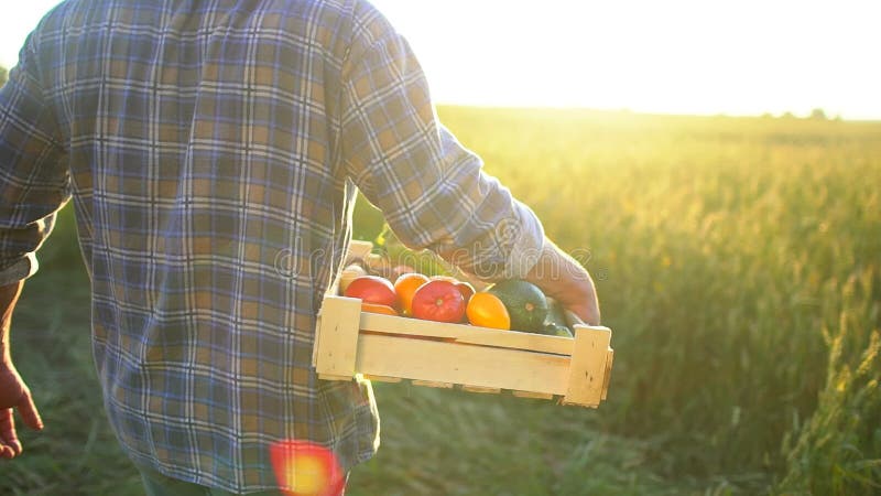 Mężczyzna mienia średniorolny pudełko organicznie warzywa w zmierzchu polu: marchewki, grule, zucchini, pomidory średniorolny ` s