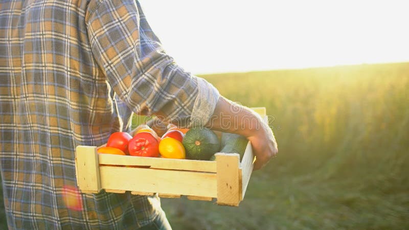 Mężczyzna mienia średniorolny pudełko organicznie warzywa w zmierzchu polu: marchewki, grule, zucchini, pomidory średniorolny ` s