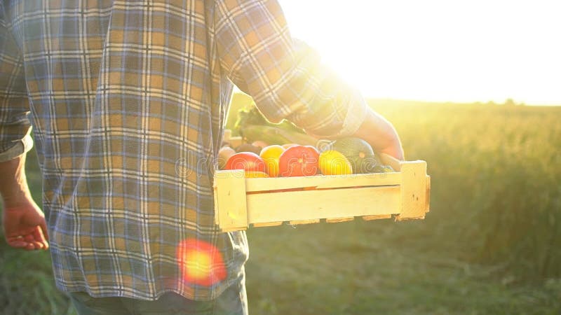 Mężczyzna mienia średniorolny pudełko organicznie warzywa w zmierzchu polu: marchewki, grule, zucchini, pomidory średniorolny ` s