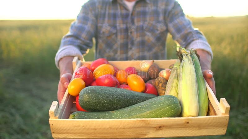 Mężczyzna rolnika seansu pudełko organicznie warzywa w zmierzchu polu: kukurudza, grule, zucchini, pomidory średniorolny ` s ryne