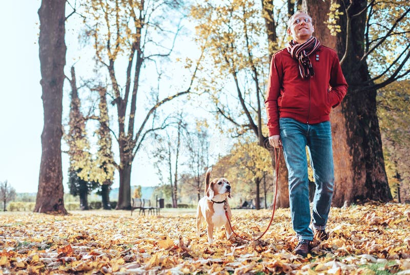 Mężczyzna z beagle psa spacerem wpólnie w jesień parku fotografia stock Mężczyzna z beagle psa spacerem wpólnie w jesień parku fotografia stock