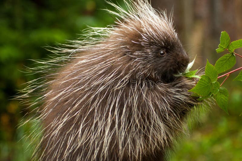 Young North American Porcupine Foraging on Green Leaves. Young North American Porcupine Foraging on Green Leaves
