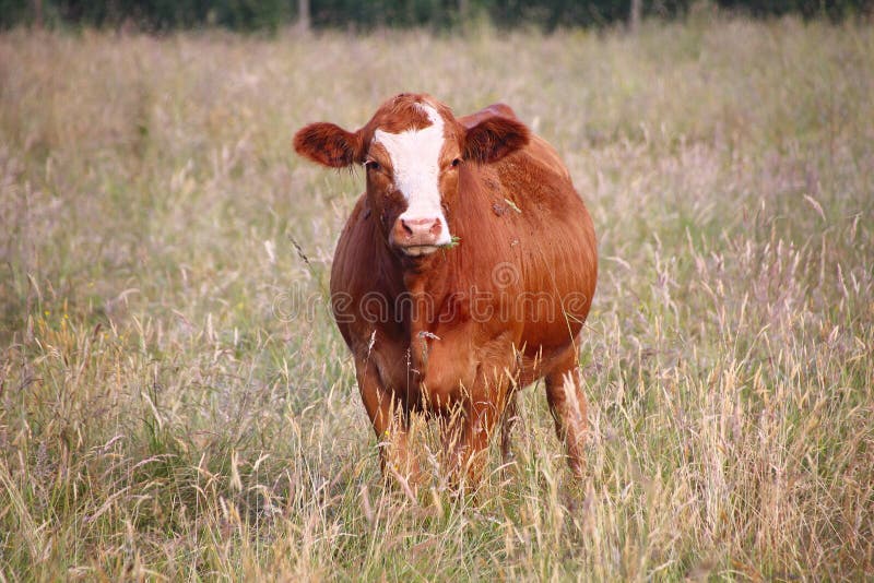 Młoda kanadyjczyka Hereford nabiału krowa obrazy royalty free