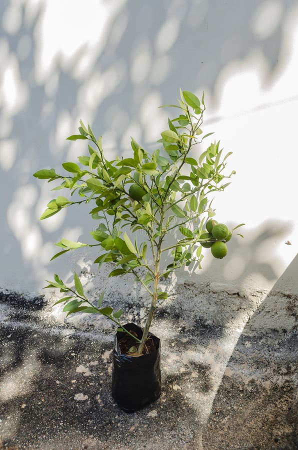 Młoda roślina limonki Key Lime fotografia stock