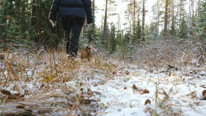 Młoda kobieta chodzi w lesie z Airedale Terrier psem