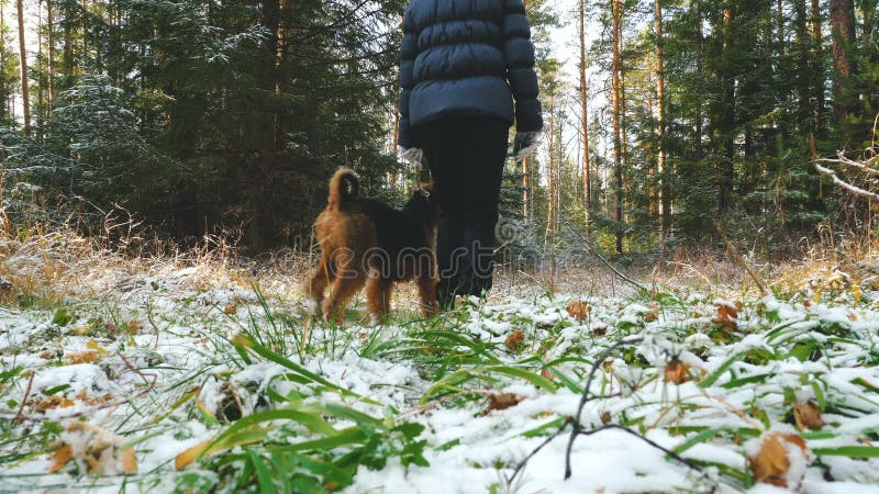 Młoda kobieta chodzi w lesie z Airedale Terrier psem