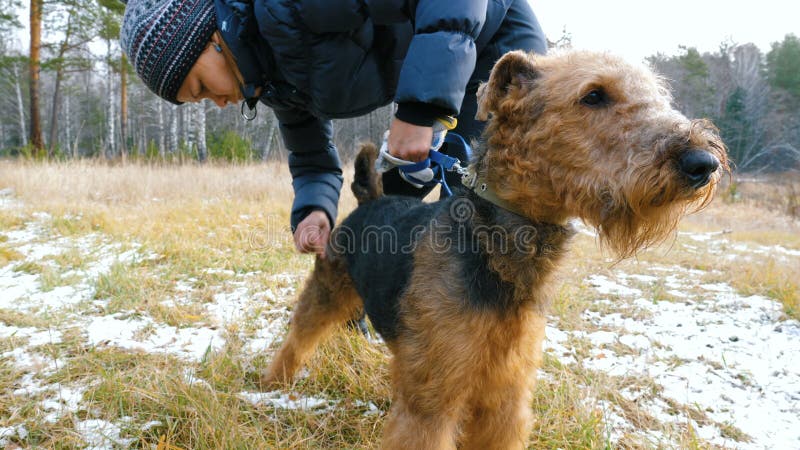 Młoda kobieta czesze psiego trakenu Airedale na naturze