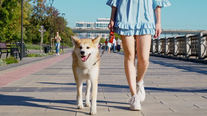 Młoda kobieta z akita inu w parku miejskim