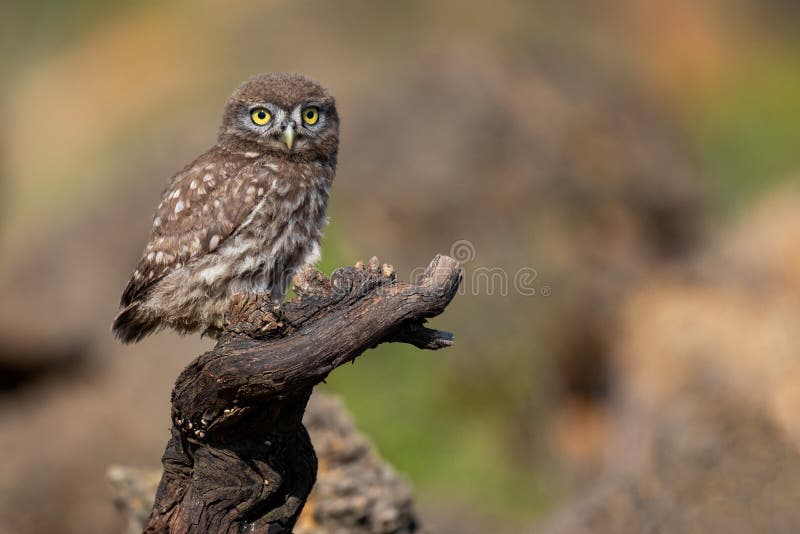Young Little owl Athene noctua sitting on a stick on a beautiful background. Young Little owl Athene noctua sitting on a stick on a beautiful background.