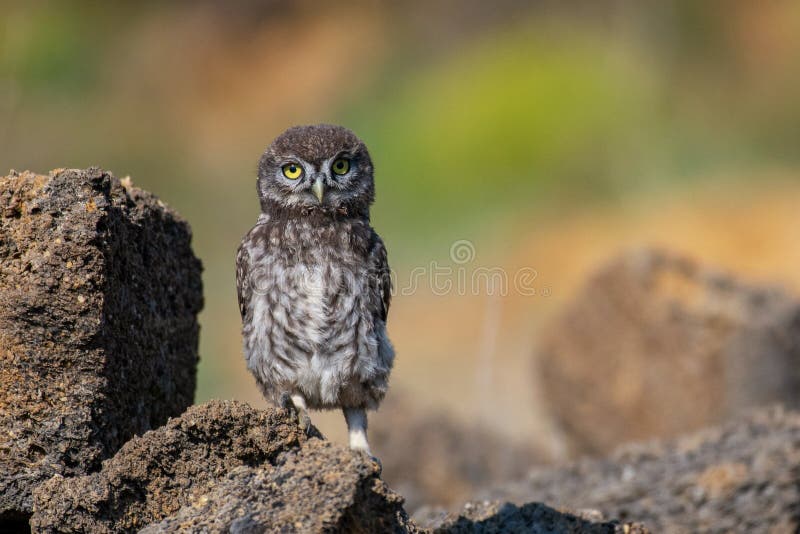 Young Little owl Athene noctua stands on a stone on a beautiful background. Young Little owl Athene noctua stands on a stone on a beautiful background.