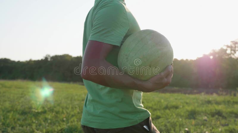 Młoda średniorolna zbiera arbuz uprawa przy polem organicznie gospodarstwo rolne