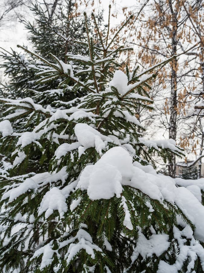 Młoda świerczyna pod ostatnio spadać śniegiem w Novosibirsk, Rosja zdjęcia stock Młoda świerczyna pod ostatnio spadać śniegiem w Novosibirsk, Rosja zdjęcia stock