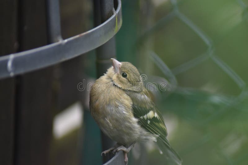 Młode chaffinch fringilla coelebs fotografia royalty free