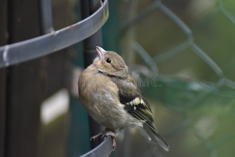 Młode chaffinch fringilla coelebs fotografia stock