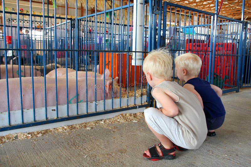 Młode Dzieci Patrzeje świnie przy okręgu administracyjnego jarmarkiem