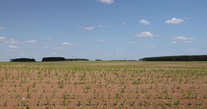 Młode kiełki kukurydzy wczesnym latem