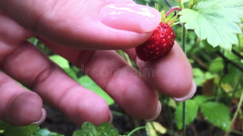 Młode kobiet ręki z garść dojrzałymi truskawkami Zdrowy organicznie żniwo w jesień lesie