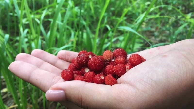 Młode kobiet ręki z garść dojrzałymi truskawkami Zdrowy organicznie żniwo w jesień lesie