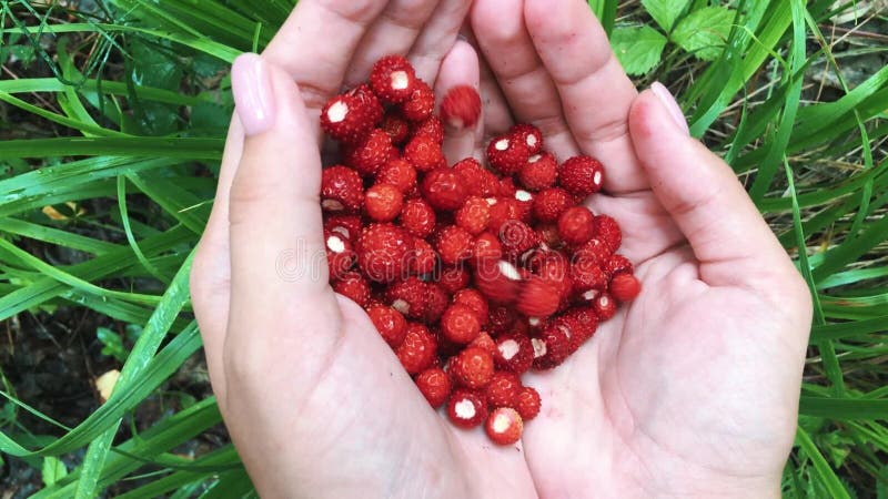 Młode kobiet ręki z garść dojrzałymi truskawkami Zdrowy organicznie żniwo w jesień lesie