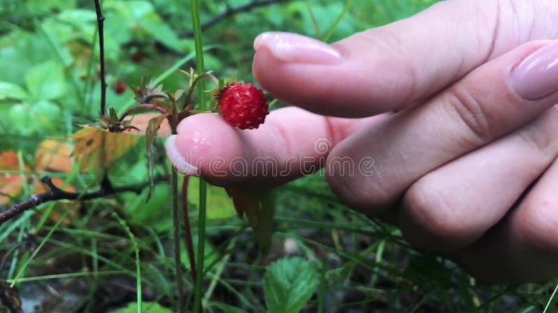 Młode kobiet ręki z garść dojrzałymi truskawkami Zdrowy organicznie żniwo w jesień lesie