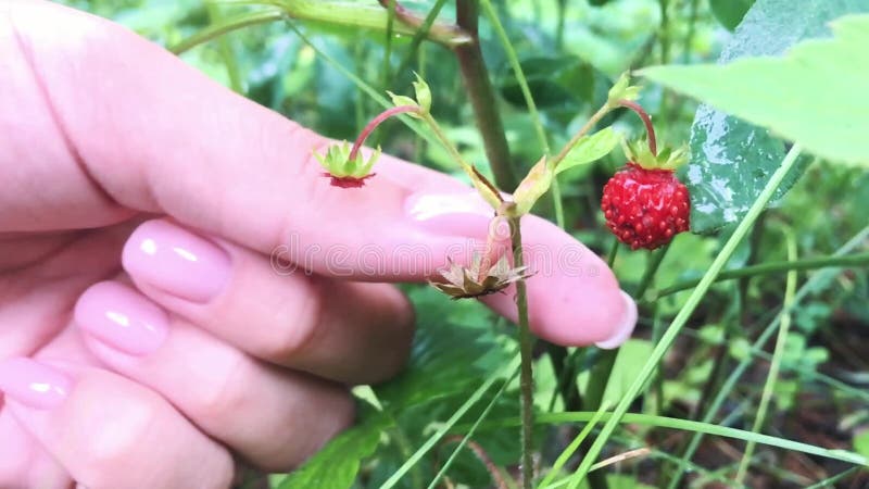 Młode kobiet ręki z garść dojrzałymi truskawkami Zdrowy organicznie żniwo w jesień lesie