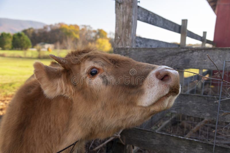 Młode krowy promieniujące urokiem i ciekawością. fotografia royalty free