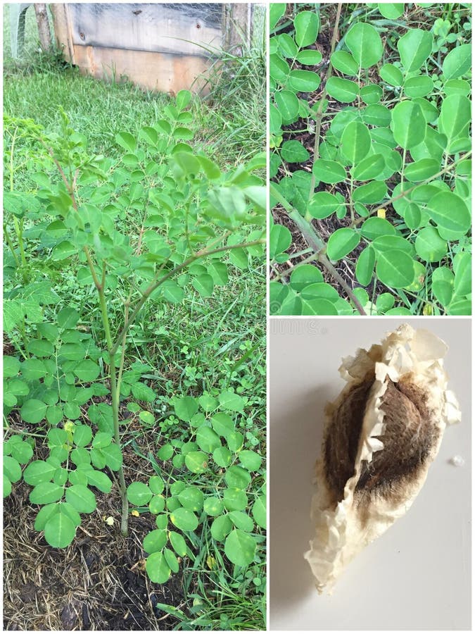 Młode Moringa oleifera i nasiona fotografia stock