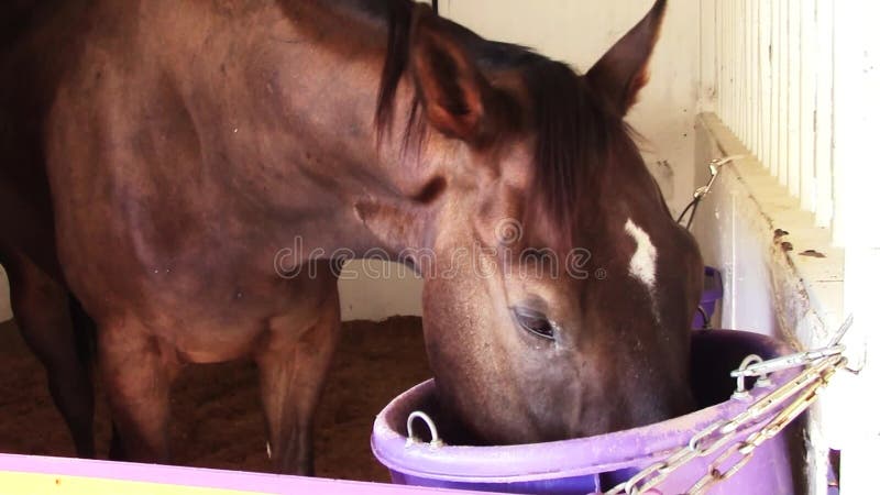 Młodego thoroughbred biegowy koń je w stajnia kramu