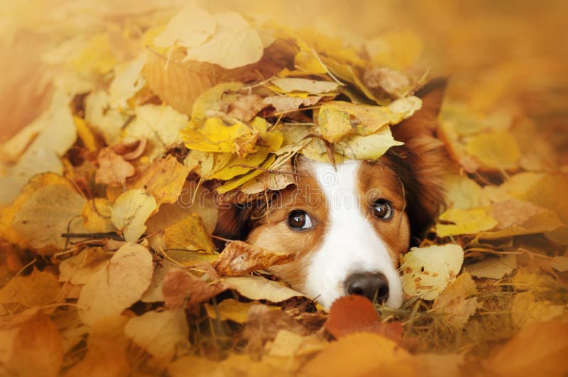 Młody Border collie psi bawić się z liśćmi w jesieni