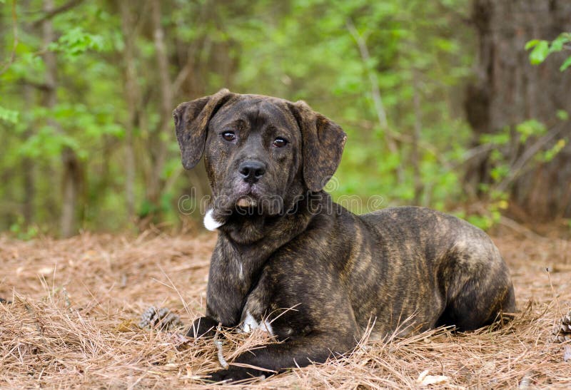 Młody Brindle mastifa szczeniaka pies zdjęcie stock Młody Brindle mastifa szczeniaka pies zdjęcie stock