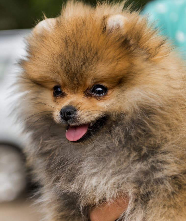 Pomeranians are small dogs weighing 1.36â€“3.17 kilograms 3.0â€“7.0 lb and standing 6â€“7 inches 15â€“18 cm high at the withers. They are compact but sturdy dogs with an abundant textured coat with a highly plumed tail set high and flat. Pomeranians are small dogs weighing 1.36â€“3.17 kilograms 3.0â€“7.0 lb and standing 6â€“7 inches 15â€“18 cm high at the withers. They are compact but sturdy dogs with an abundant textured coat with a highly plumed tail set high and flat.