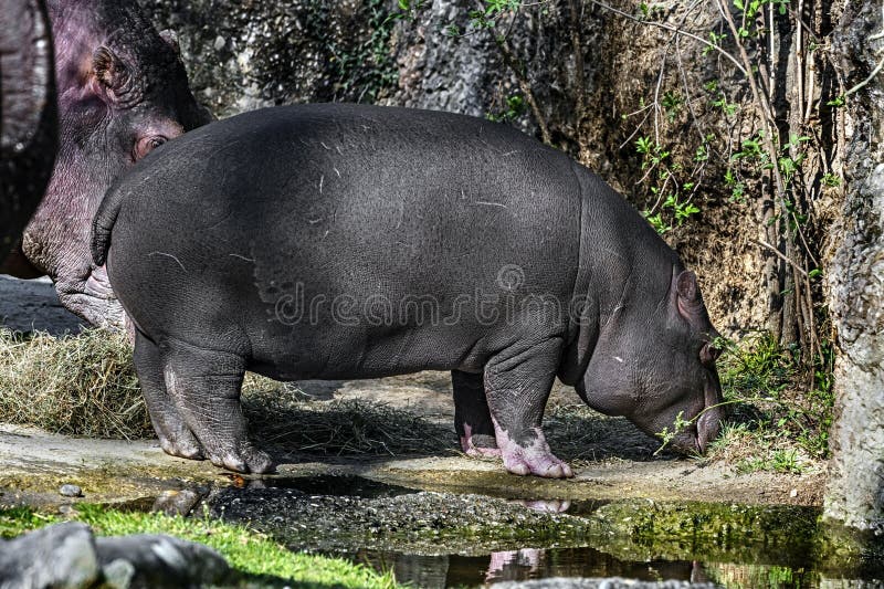 Young hippopotamus near the pond. Latin name - Hippopotamus amphibius. Young hippopotamus near the pond. Latin name - Hippopotamus amphibius