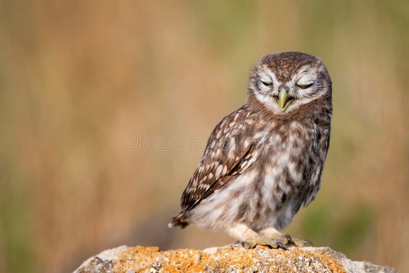 Young Little owl Athene noctua sitting on a stone with its beak ajar. Young Little owl Athene noctua sitting on a stone with its beak ajar.
