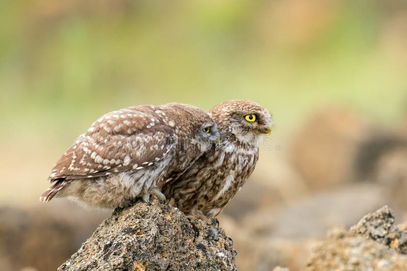 A young little owl Athene noctua requires food from its parent. A young little owl Athene noctua requires food from its parent.