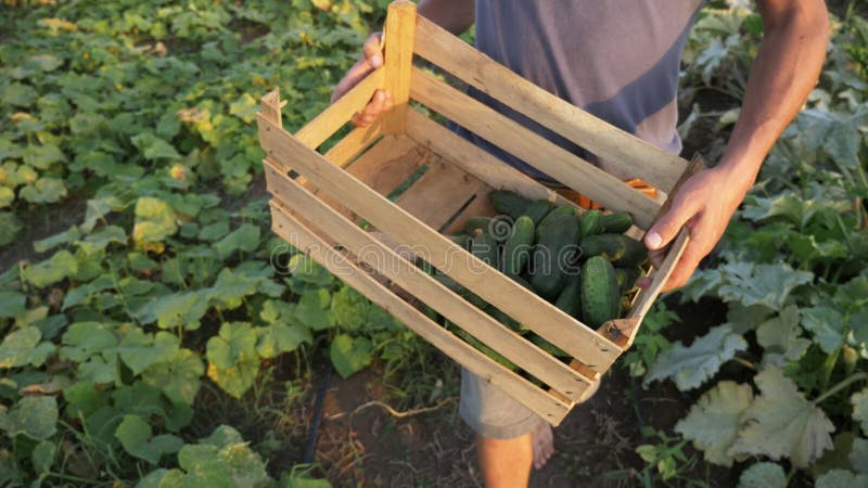 Młody męski średniorolny zrywanie ogórek przy organicznie eco gospodarstwem rolnym