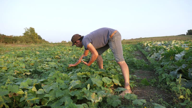 Młody męski średniorolny zrywanie ogórek przy organicznie eco gospodarstwem rolnym