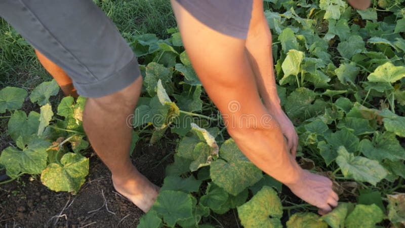 Młody męski średniorolny zrywanie ogórek przy organicznie eco gospodarstwem rolnym