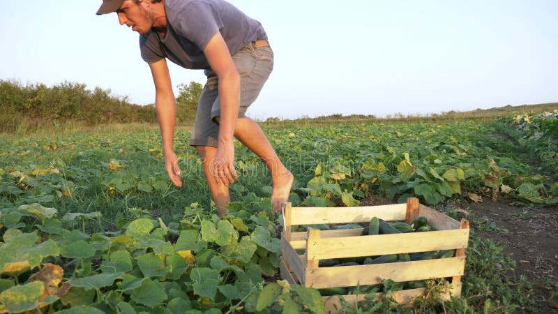 Młody męski średniorolny zrywanie ogórek przy organicznie eco gospodarstwem rolnym