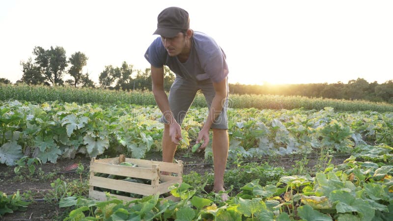 Młody męski średniorolny zrywanie ogórek przy organicznie eco gospodarstwem rolnym