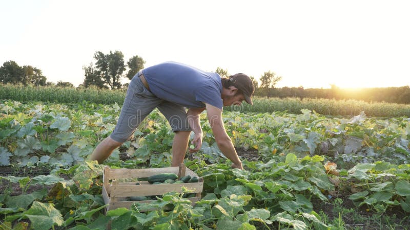 Młody męski średniorolny zrywanie ogórek przy organicznie eco gospodarstwem rolnym