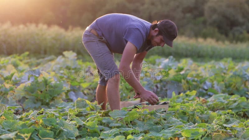 Młody męski średniorolny zrywanie ogórek przy organicznie eco gospodarstwem rolnym