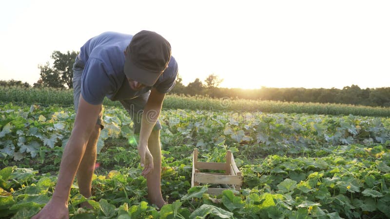 Młody męski średniorolny zrywanie ogórek przy organicznie eco gospodarstwem rolnym