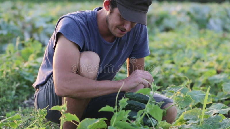 Młody męski średniorolny zrywanie ogórek przy organicznie eco gospodarstwem rolnym