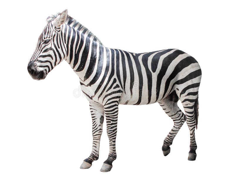 Młody, piękny, blisko położony izolat zwierza zebra afryka stoi na białym tle w ogrodzie zoologicznym o pełnej długości cięcia
